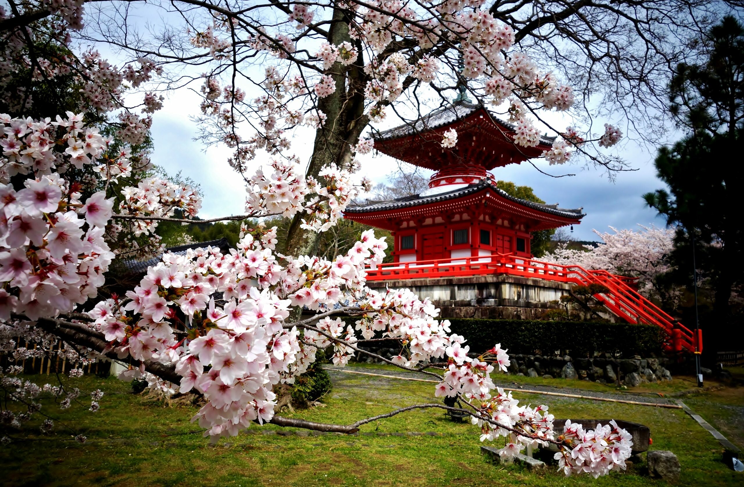 Япония сакура. Сакура и храм. Сеул дворец кёнбоккун Сакура цветет. Киото храм Сакура. Киото цветение Сакуры.